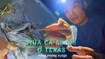 Bắt Cá Mát Tay Trong Mùa Cá Lù Đù Ở Texas Tại Mỹ | Không Thể Tin Bắt Được Nhiều Cá 