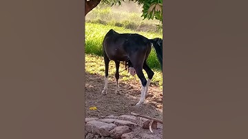 #سورةـ النحل ( والخيل والبغال والحمير لتركبوها وزينة...)