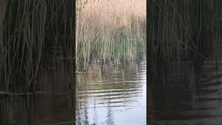 Водяна курочка_відео від Атемасової