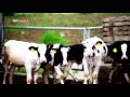 Genç Girişimci TKDK dan 1.200.000 TL Hibe aldı, Avrupa Standartlarında Besi Çiftliği Sahibi Oldu