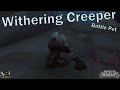 Withering creeper location and abilities  world of warcraft battle pet guide  ep 109