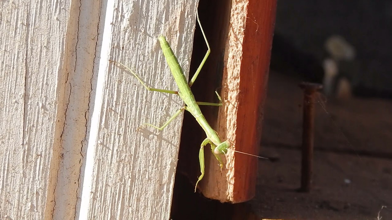 Mantis religiosa o Caballito del diablo hembra (Coptopterix gayi) 27-10-21