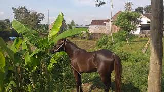 Kuda makan daun pisang