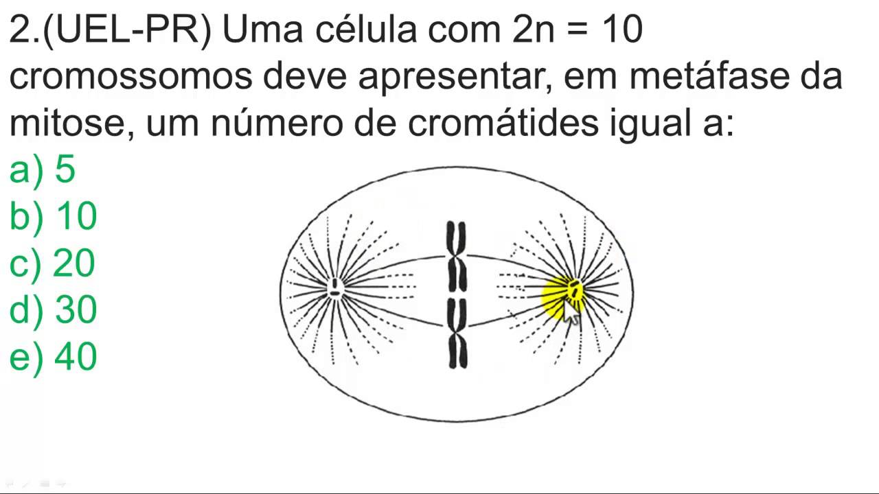 Exercício - Divisão celular