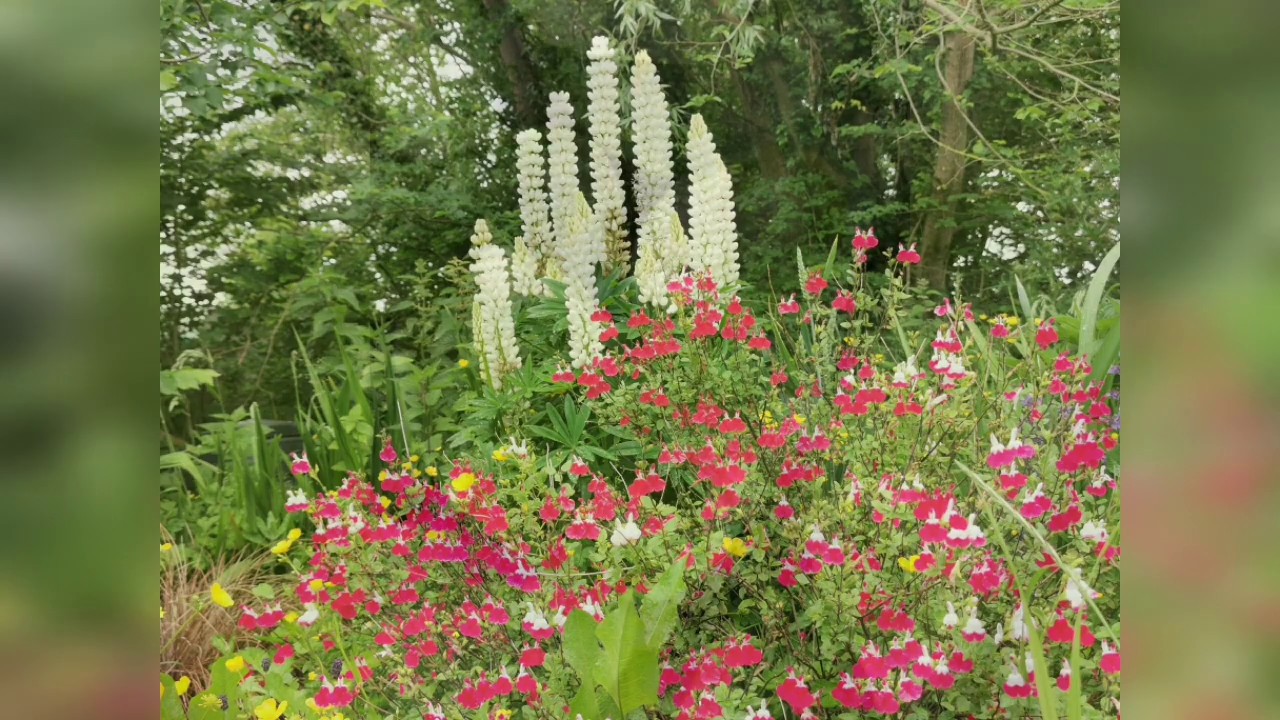 Wellness Meditation YouTube