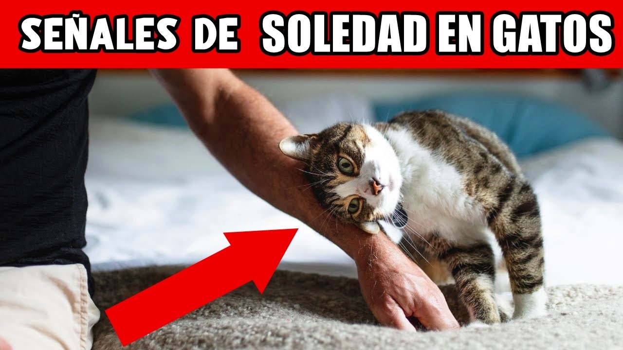 8 Señales OCULTAS de que tu gato siente soledad y tú ni te das cuenta