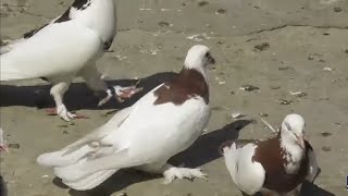 Питомник широкохвостых голубей Велибекова Нурудина в Мамедкале!