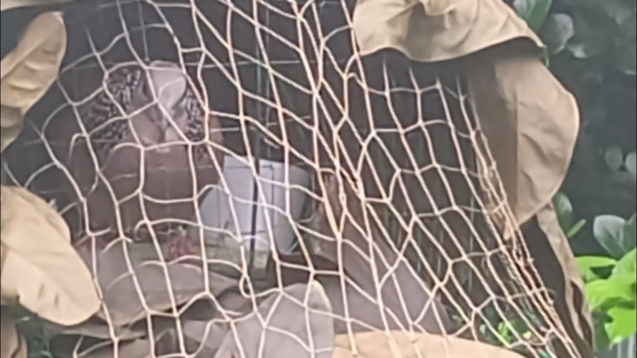 শুনেছেন কখনো আগে সকালবেলা শিকারি ঘুঘু পাখির মিষ্টি ডাক। Sakalbela shikari Gogho pakhi misty Dak ! 