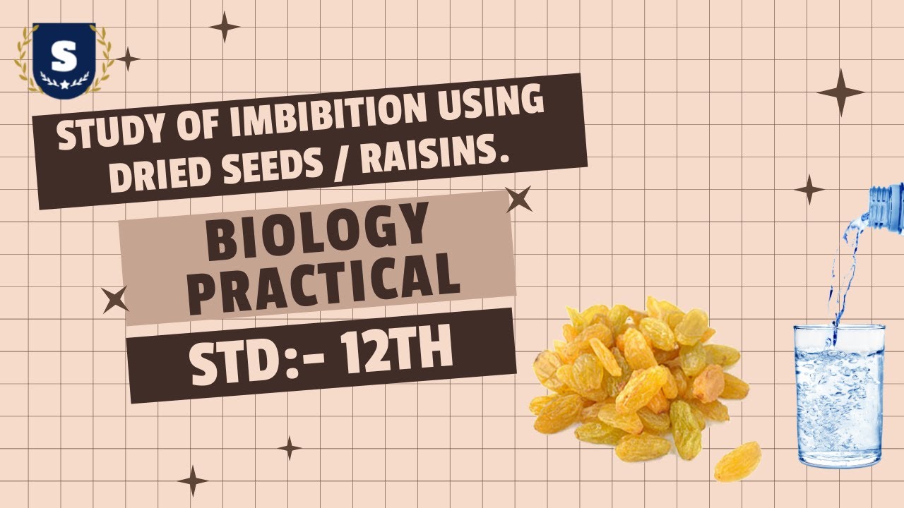 EX 3 Study of Imbibition using dried seeds/raisins BIOLOGY STD