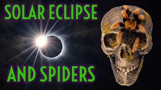 CRAZY Spider & Insect Behaviors During the Solar Eclipse