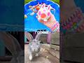Animal Names | Kids Learn with Toys: Frog Elephant Rabbit Duck Warthog Koala