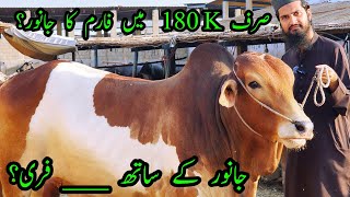 LOW RANGE CATTLE PRICE at Bhains Colony