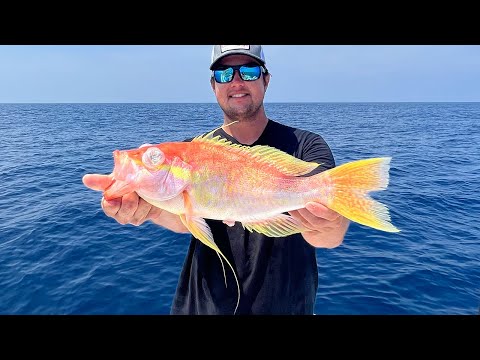 The BEST Tasting Grouper BY FAR (Yellowedge Catch, Clean, & Cook)