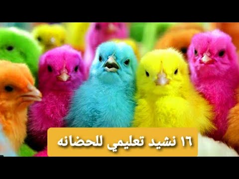 فيديو: لماذا نعلم الأطفال أغاني الحضانة؟