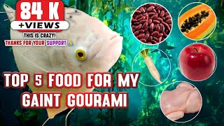 Top 5 | food | for my giant gourami | fish feeding | giant gourami feeding (Part 01)