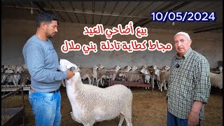 بيع أضاحي العيد الاضحى من ضيعة بدري مجاط كطاية قصبة تادلة بني ملال 10/05/2024