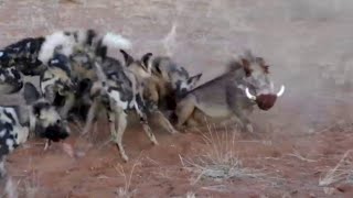 Wild dog 😯 kill the 🐖 pig, wildlife animals video/The Wildlife Happiness