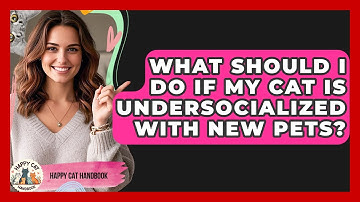 What Should I Do If My Cat Is Undersocialized With New Pets? - Happy Cat Handbook