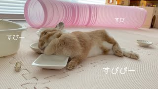 お腹一杯になっちゃってそのまま寝落ちするうさぎ　#998