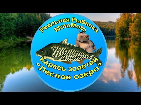 Как поймать Золотого