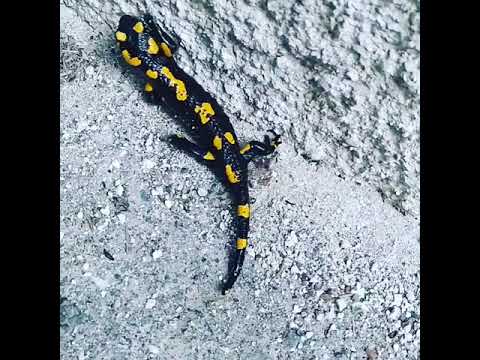 Austrian salamander Австрииская огненная саламандра (ящерица)