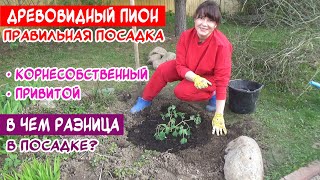 Как посадить ДРЕВОВИДНЫЙ ПИОН? Привитой и корнесобственный - в чем разница?