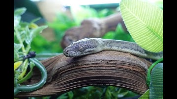 Macklots Python first feed with me!