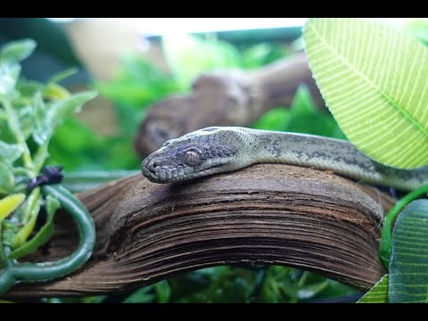 Macklots Python first feed with me!