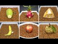 MealWorms Eating Fruits Time Lapse Compilation - MANGO, DRAGON FRUIT, BANANA, JACKFRUIT, APPLE