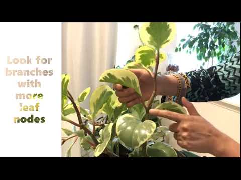 3 Easy Ways of Propagating Peperomia Obtusifolia