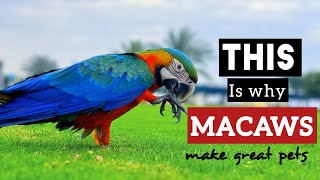 Macaws  most adorable PETS