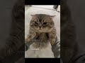 Ranking Cats With Absolutely Zero Brain Cells 🐱