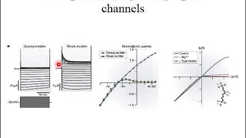 Video 3 3   Diversity of Ion Channels   Part 3