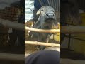 #funny #funnyvideo #fyp