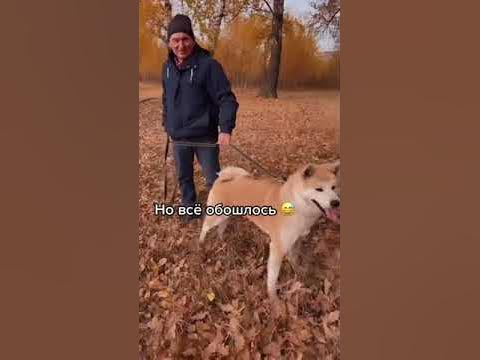 ХАСКИ VS АКИТА ИНУ - YouTube