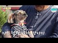견공계의 명품 배우! 자는 척 연기하는 강아지 #ZOO간애니멀#MSG MBC220518