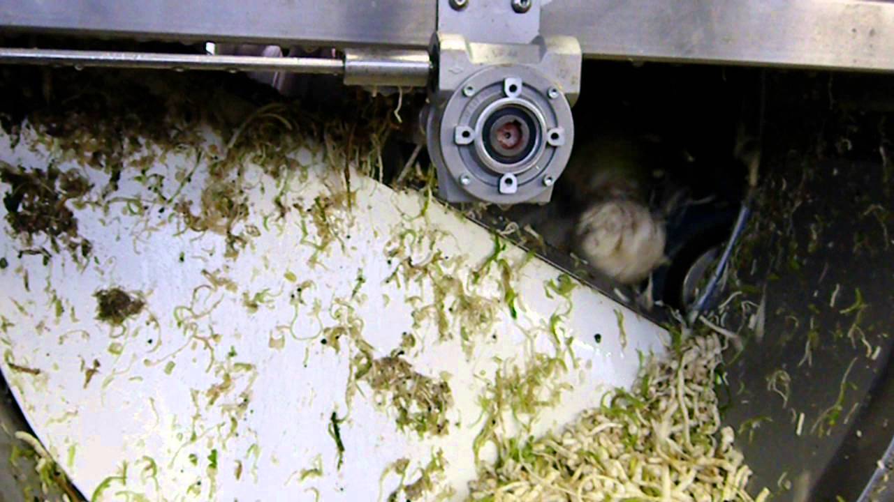 Wyma Celeriac Washing and polishing.AVI