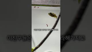 찌지트 에서는 절지류 등각류 말고 “세상에서 가장 작은 복어” 인 이녀석들도 구경하실수 있습니다!