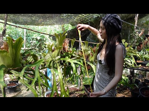 探索印尼爪哇鹿角蕨的多样性：常见品种、选育和杂交。新手首选！