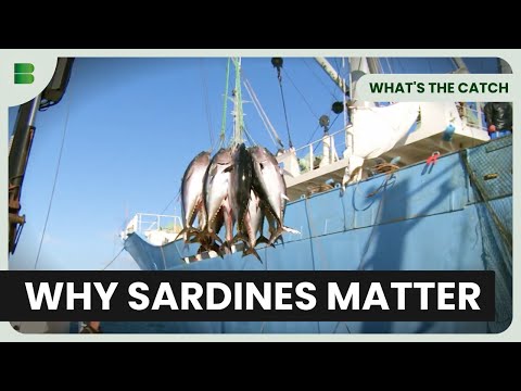 Why Sardines Could Save Our Oceans - What's The Catch