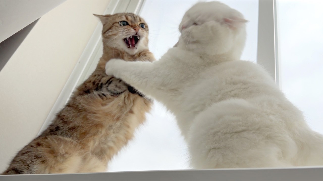 This Is What 7AM Looks Like With Two Cats - YouTube