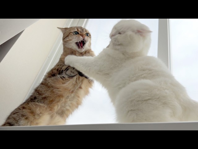 This Is What 7AM Looks Like With Two Cats - YouTube
