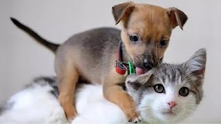 Funny Cat & Dog Fights | Cute & Hilarious by Dogipedia 56 views 11 months ago 8 minutes, 45 seconds