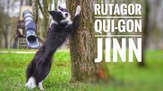 Border Collie - Rutagor Qui-Gon Jinn - 1 Year 🐾 Playback by Varya The Corgi 418 views 6 months ago 3 minutes, 20 seconds