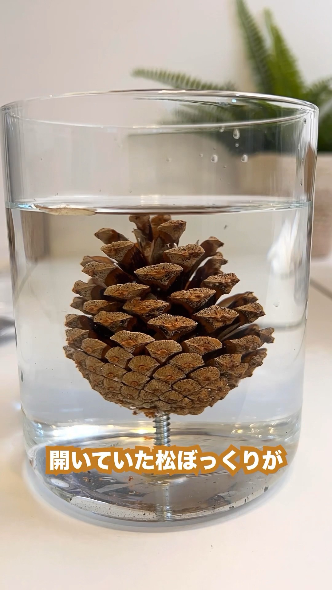 Putting a pine cone in water is amazing! #Short #Experiment