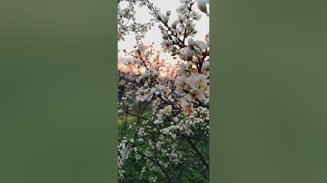 تلاوة عطرة للشيخ ناصرالدين كريبع من صلاة العشاء مسجد عبد الحميد ابن باديس بودواو