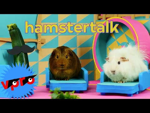 Hamstertalk | Koken met konijnen | VPRO Jeugd Hamstertalk | Koken met konijnen | VPRO Jeugd