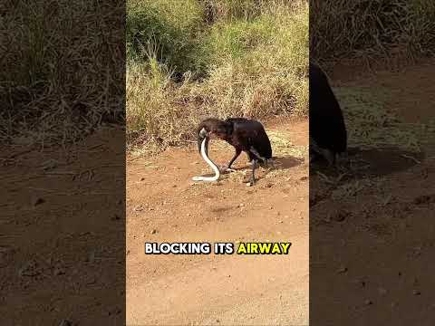 Hornbill Underestimates The Snake S Size Shorts Animals Wildlife Fyp