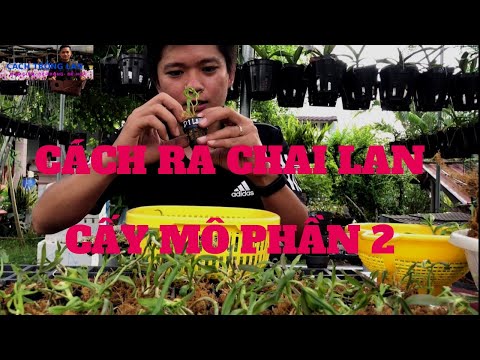 CÁCH RA CHAI LAN CẤY MÔ - PHẦN 2 | Foci