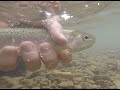 FLY FISHING for TROUT in small CREEK